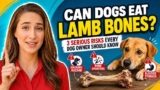 Can Dogs Eat Lamb Bones? Risks, Benefits & Alternatives
