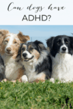 Can dogs have ADHD? – Oh My Dog!