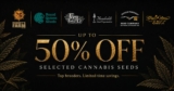 Cannabis Seeds Sale | Up to 50% Off Leading Breeders