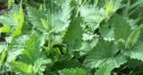Catnip, Not Just for Cats