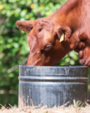 Protein Tubs: Smart Supplement or Wasted Money?
