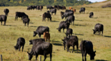 Commentary: As Farm Bill stalls, new legislation emerges tackling unfair markets in agriculture