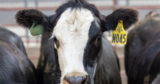 Increased Beef Imports Could Create Long-term Damage | News Release