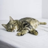 Homeward Pet | How to Know If Your Cat Is Sad