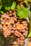 The Rosé of Champagne (Regulatory Updates!) – Wine, Wit, and Wisdom