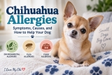 Chihuahua Allergies: Symptoms, Causes, and How to Help Your Dog
