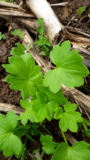 Kilitl: Living with a Green Part of the World. Edible Greens, Language, Knowledge, and Territory