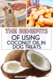 The Benefits of Using Coconut Oil in Dog Treats