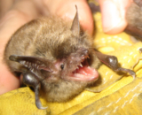 Common Signs of a Bat Infestation