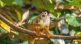 Your Costa Rica Wildlife Bucket List – This Wild Life Of Mine