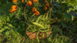 What We’re Planting In May