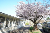 Call to Action: Protect PCEF & Trees in the Budget