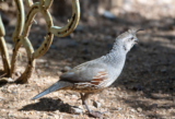 It’s All About the Quail