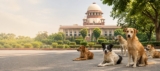 Delhi HC’s Humane Initiative for Stray Dogs