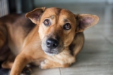 Dog Behavior Change After Vaccination – How to Handle a Vaccine Reaction