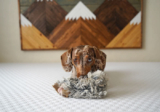 Why Most Dog Enrichment Misses the Point