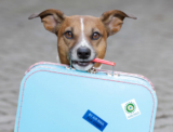 Best Websites and Apps for Planning a Dog Friendly Vacation