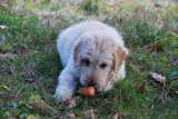 10 Human Foods You Should Feed to Your Dog – BarkBlaster
