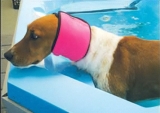Dog Ear Plugs, Ear Covers, and Snoods