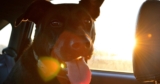 Don’t Travel the World Without Your Dog, Here’s How