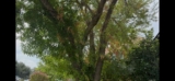 Drought Stress on an Ash Tree | Keller, Texas