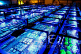 Eye Catching Coral Reaches Major Milestone: 250,000 Units of 100% Aquacultured Live Corals Grown and Sold | Reef Builders