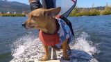 Doxie Doodle's ear flapping windsurf ride. (GoPro video)
