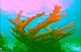 Florida’s Coral Reefs Need More Than Protection. They Need Commitment
