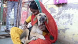 Vehicles drove around this dying puppy…