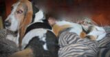 I met Elvis at Cat House and he took me home. Based on a true story. — Dog Diary