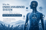 Why the Endocannabinoid System Maintains Balance