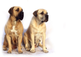 Easy tips to take care of English Mastiff dogs