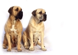 Easy tips to take care of English Mastiff dogs