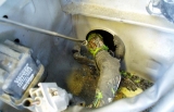 How Mice Sneak Into Minnesota Homes