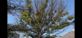 Environmental Stress on Shumard Red Oaks | Roanoke, Texas