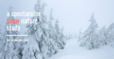 A Spectacular Snow Nature Study