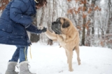 Farewell, Sulley – My Healer, Protector, And Silent Witness