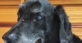 When Your Pet’s Mind Starts to Change