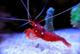 Size, Reef Safety, Diseases and Mates
