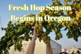 Fresh Hop Season Begins in Oregon — New School Beer + Cider