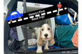 Henry’s First Road Trip – My GBGV Life