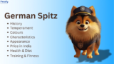 German Spitz Dog And Puppy Price in India lifespan Feeding Tips