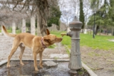 Diabetes Insipidus in Dogs – Whole Dog Journal