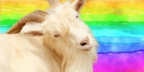 WATCH: 9 Reasons Why Brands Are Banning Mohair