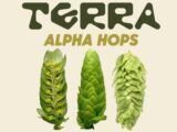 The Hop Breeding Co. announces Terra Alpha Hops series — New School Beer + Cider