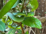 Visiting Khao Yai National Park in Thailand