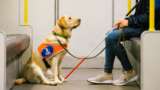 The Evolution of the Guide Dog: A Complete Timeline 