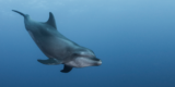 The U.S. Gulf Coast is a biodiversity hot spot – methane gas is threatening all of it – The Understory