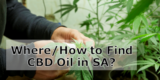 Cannabis Oil in South Africa – Where and How? – Cannabis Oil Durban