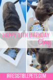 Chuy’s 11th Birthday – Irresistible Pets